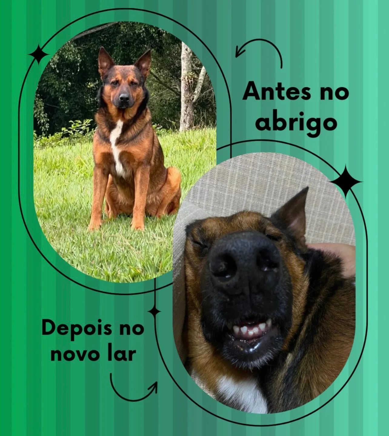 Transformação: antes no abrigo, depois no novo lar