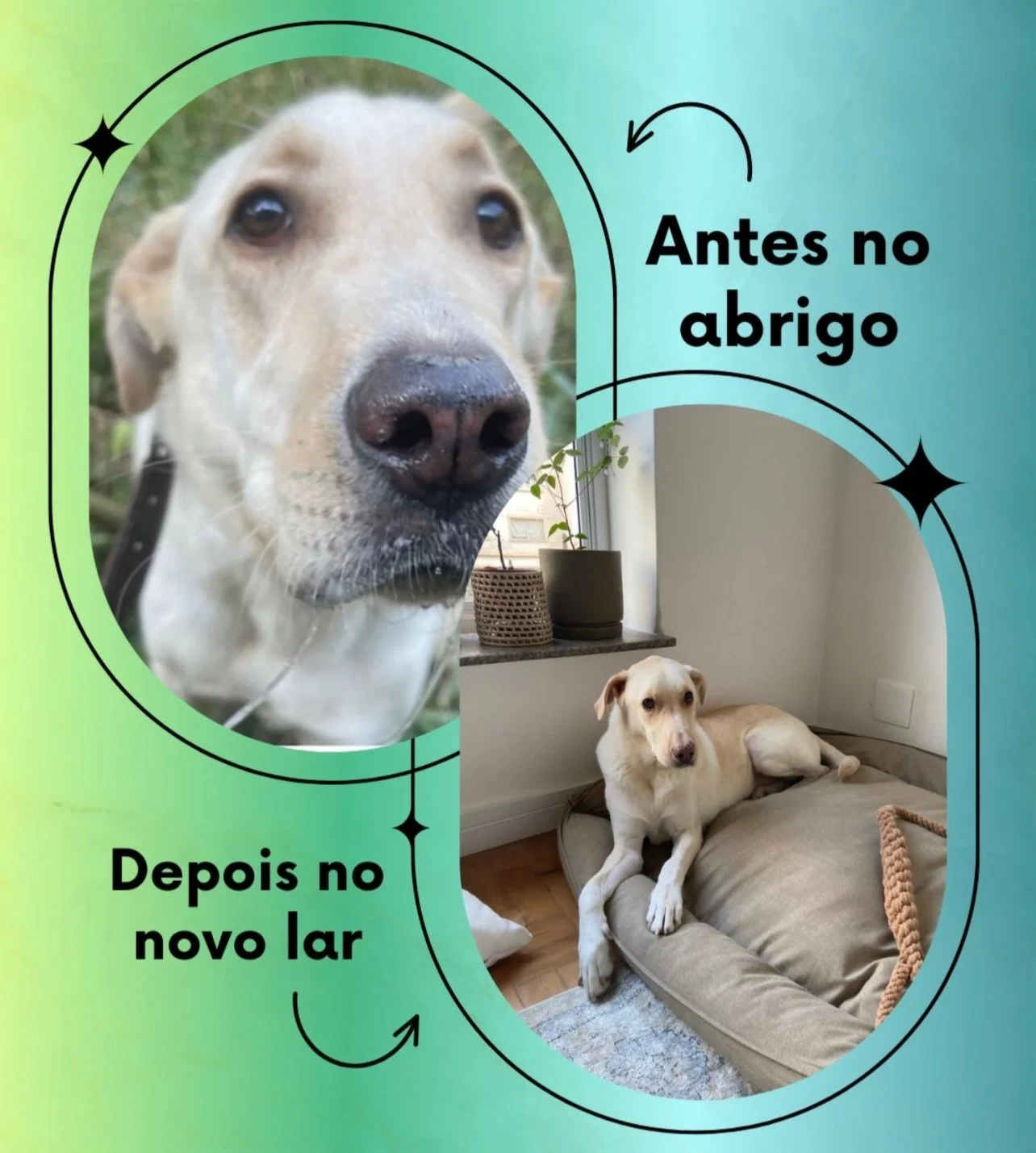 Transformação: antes no abrigo, depois no novo lar