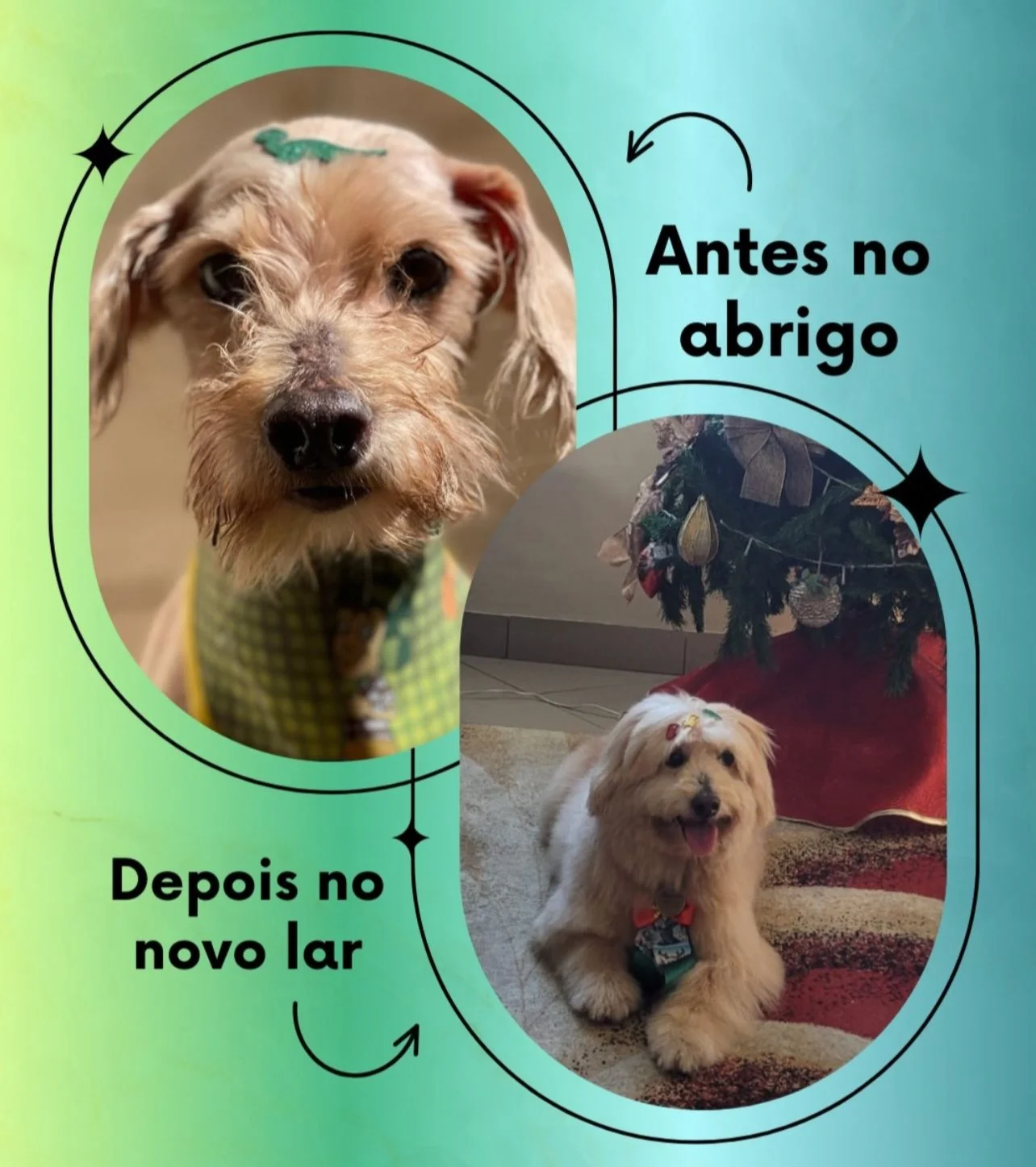 Transformação: antes no abrigo, depois no novo lar